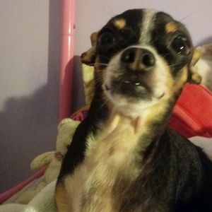 Meet your Posher, Netania